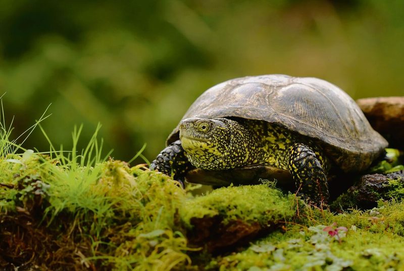 Europäische Sumpfschildkröte