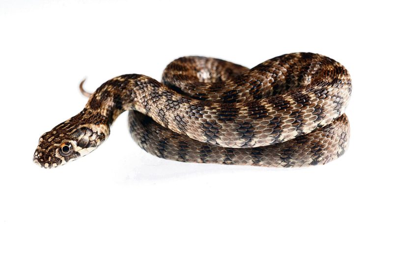 Vipernatter