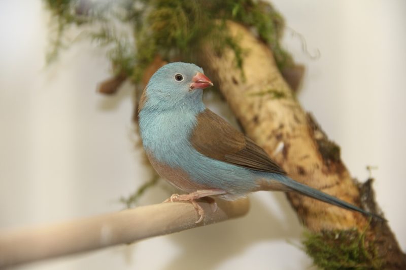 Angola-Schmetterlingsfink, Schmetterlingsfink und Blaukopf-Schmetterlingsfink: drei blaue Vogeljuwelen Afrikas