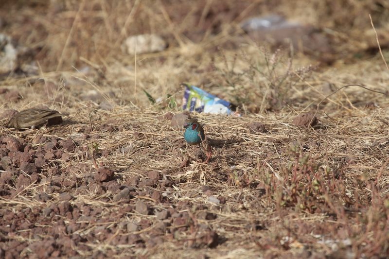Angola-Schmetterlingsfink, Schmetterlingsfink und Blaukopf-Schmetterlingsfink: drei blaue Vogeljuwelen Afrikas