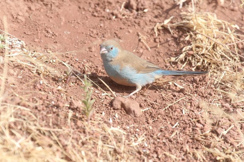 Angola-Schmetterlingsfink, Schmetterlingsfink und Blaukopf-Schmetterlingsfink: drei blaue Vogeljuwelen Afrikas