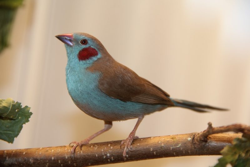 Angola-Schmetterlingsfink, Schmetterlingsfink und Blaukopf-Schmetterlingsfink: drei blaue Vogeljuwelen Afrikas