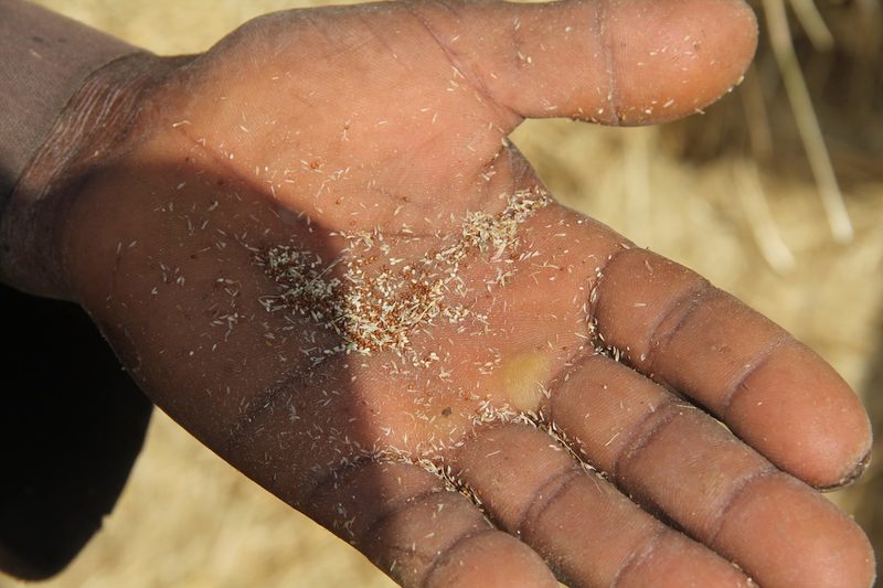 Angola-Schmetterlingsfink, Schmetterlingsfink und Blaukopf-Schmetterlingsfink: drei blaue Vogeljuwelen Afrikas