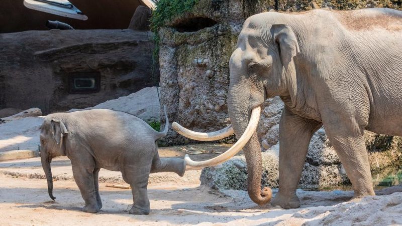 Elefant Maxi mit Enkelin Ruwani