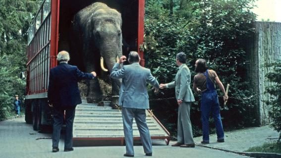 Maxi kommt im Zoo Zürich an