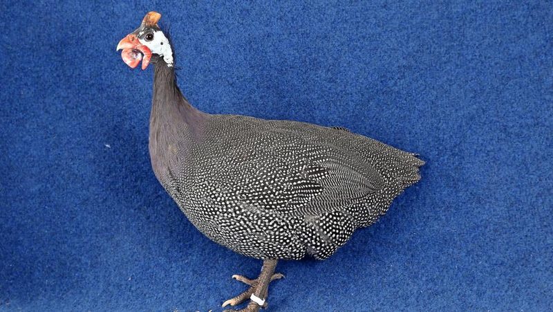 Perlhuhn wildfarbig