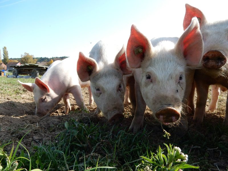 «Wir zeigen tierfreundliche Alternativen zur Massentierhaltung»