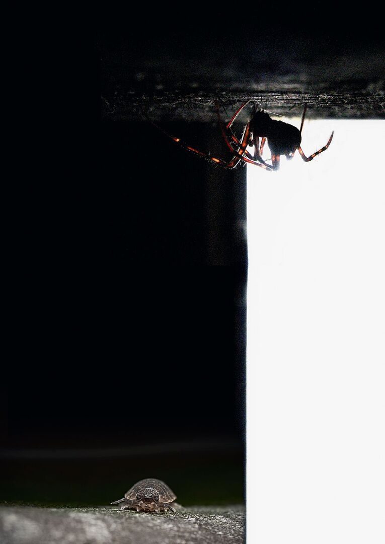 Kellerassel und Spinne