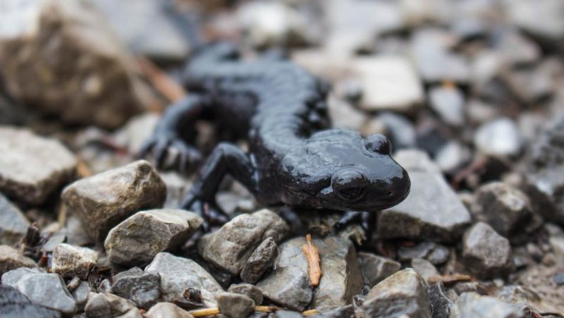 Alpensalamander