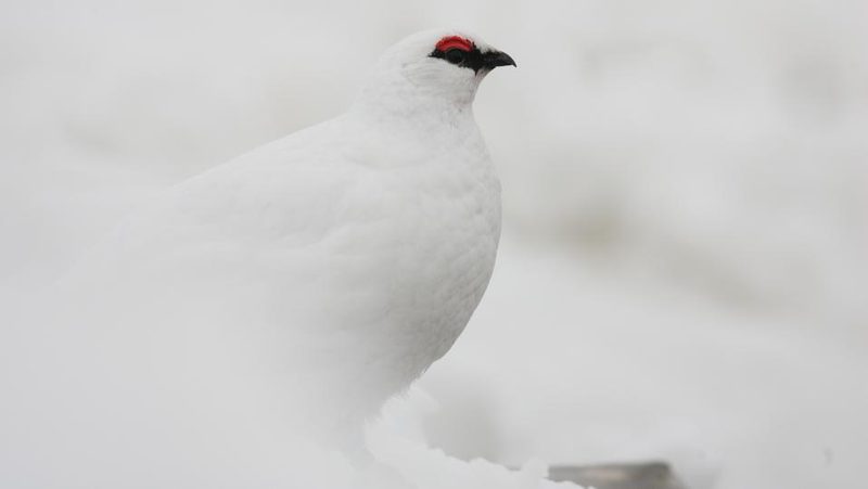Alpenschneehuhn