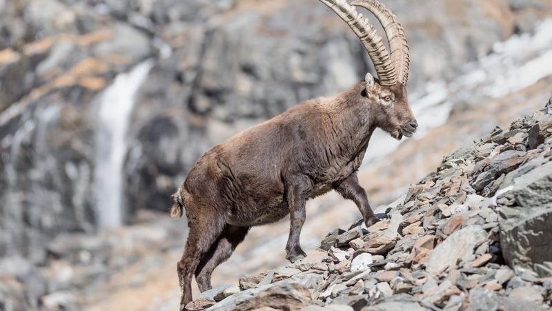 Alpensteinbock