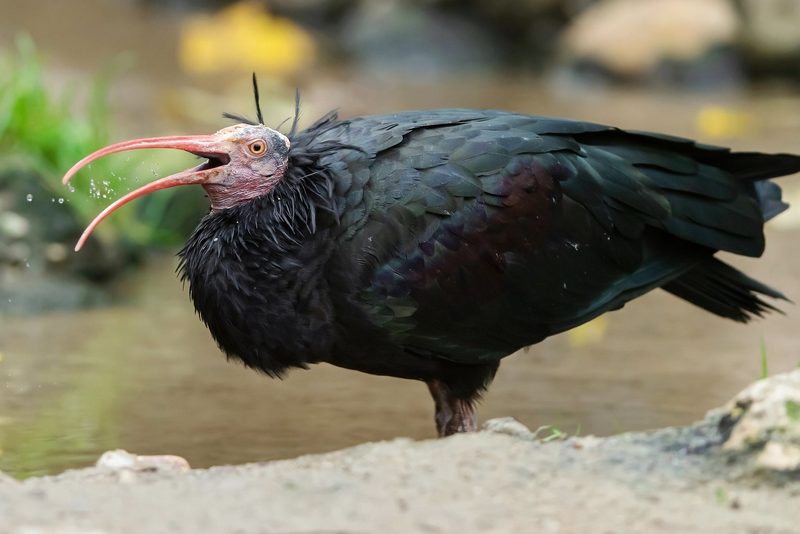 Handaufzucht von Waldrapp-Küken