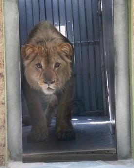 Löwe Makuti im Zoo von Servion