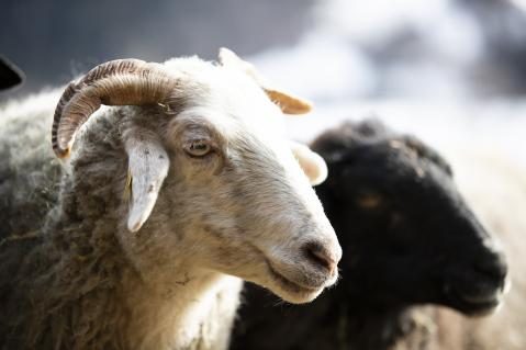 Bündner Oberländer Schaf