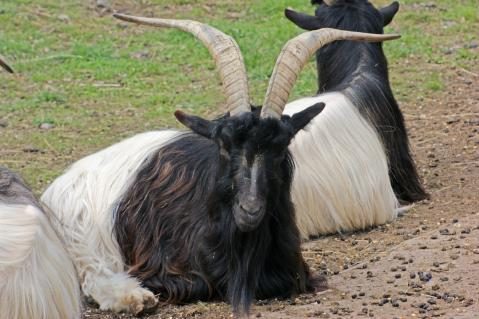 Schwarzhalsziege