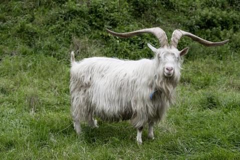 Capra Sempione
