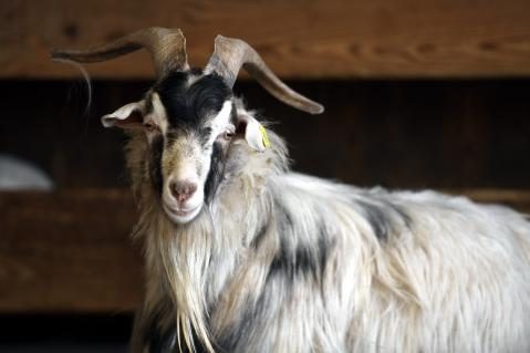 Kaschmirgeiss Portrait