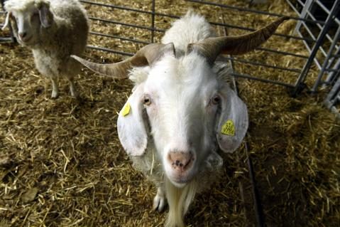 Angorageiss schaut in Kamera