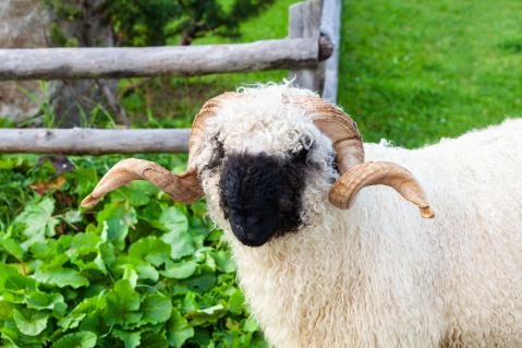 Walliser Schwarznasen-Bock