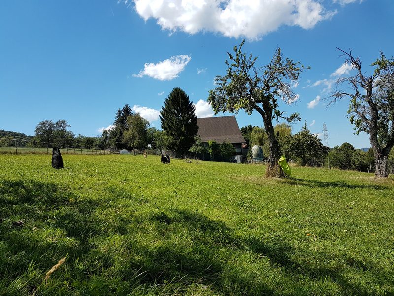 Wo ausgediente Tiere ein Zuhause finden