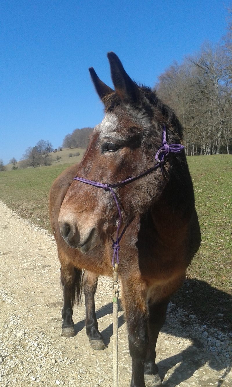 Wo ausgediente Tiere ein Zuhause finden