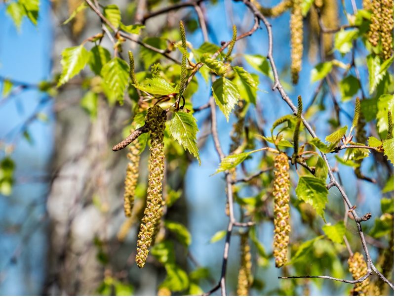 Diese Pflanzen plagen Allergiker ganz besonders