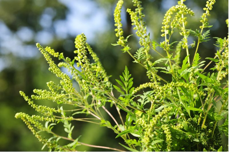 Diese Pflanzen plagen Allergiker ganz besonders