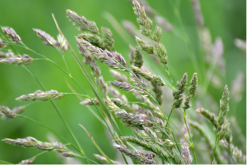 Diese Pflanzen plagen Allergiker ganz besonders