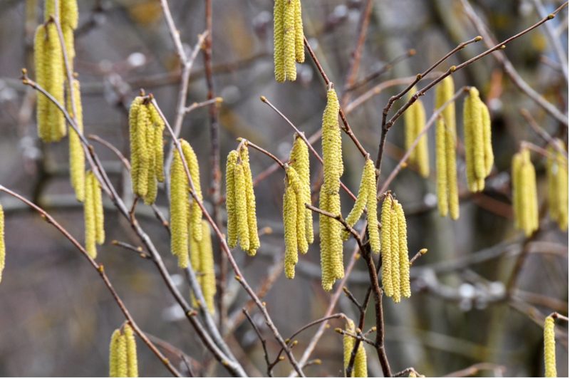 Diese Pflanzen plagen Allergiker ganz besonders