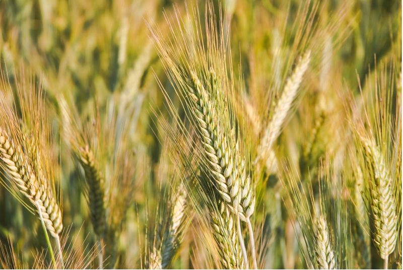 Diese Pflanzen plagen Allergiker ganz besonders