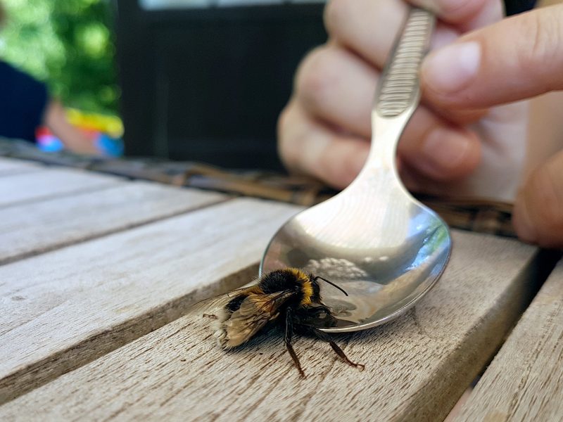 Wie sinnvoll die Fütterung von Wildtieren ist