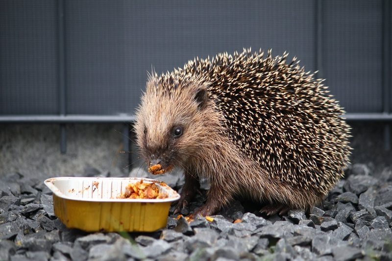 Wie sinnvoll die Fütterung von Wildtieren ist