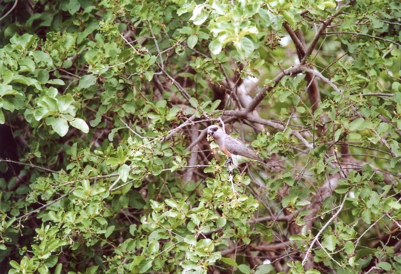 Rotbauchpapagei, Savannenbewohner mit Geschlechtsdimorphismus