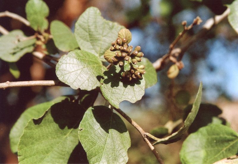Rotbauchpapagei, Savannenbewohner mit Geschlechtsdimorphismus