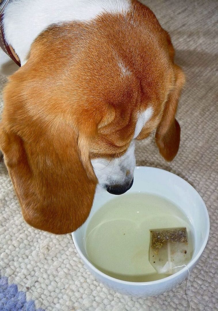 Das passiert wenn der Hund Schnee frisst