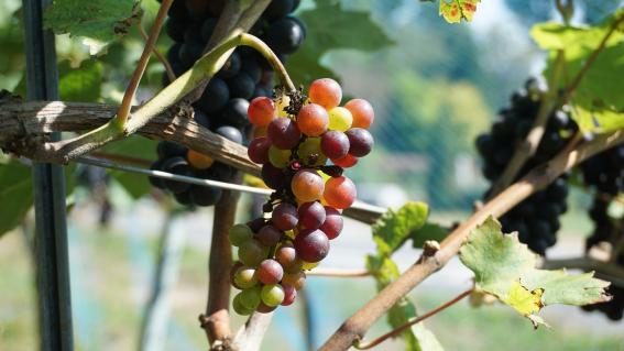 Die Ernte ist nur die halbe Arbeit