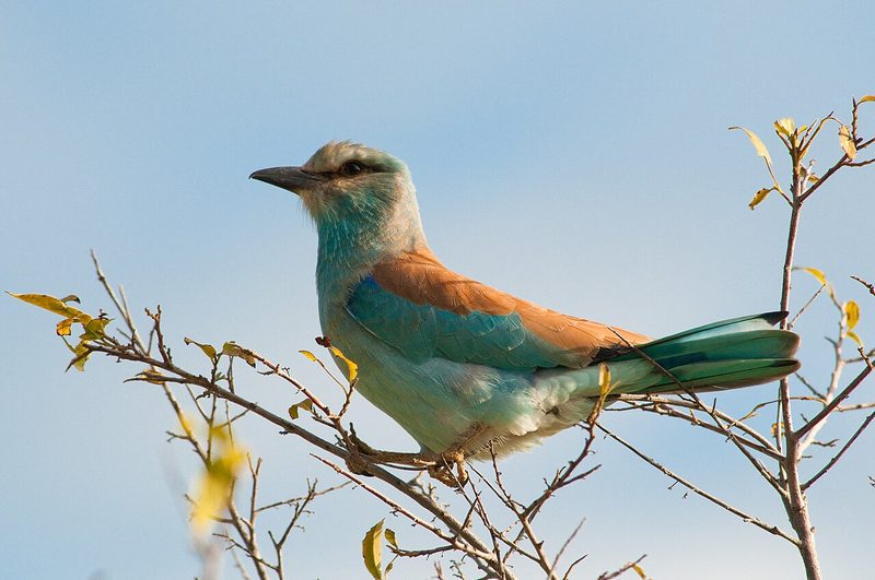 Diese Zugvögel fliegen im September durch die Schweiz