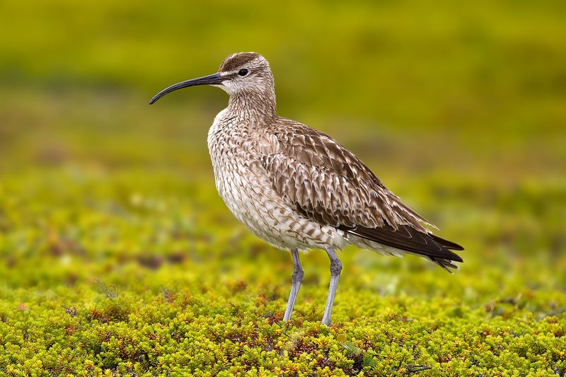 Diese Zugvögel fliegen im September durch die Schweiz