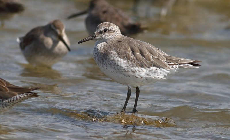 Diese Zugvögel fliegen im September durch die Schweiz