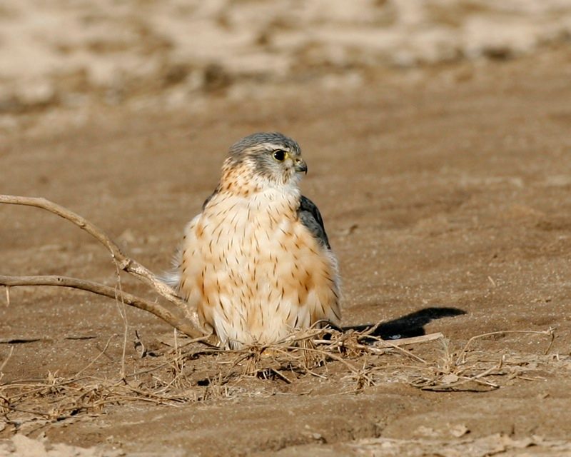 Diese Zugvögel fliegen im September durch die Schweiz