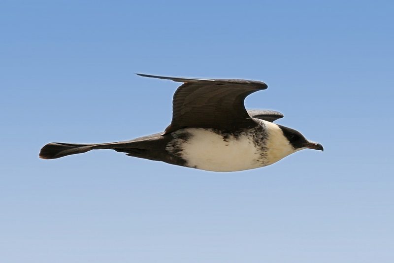 Diese Zugvögel fliegen im September durch die Schweiz