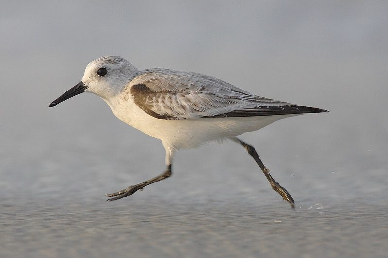 Diese Zugvögel fliegen im September durch die Schweiz