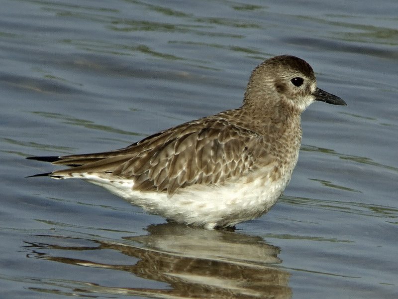Diese Zugvögel fliegen im September durch die Schweiz