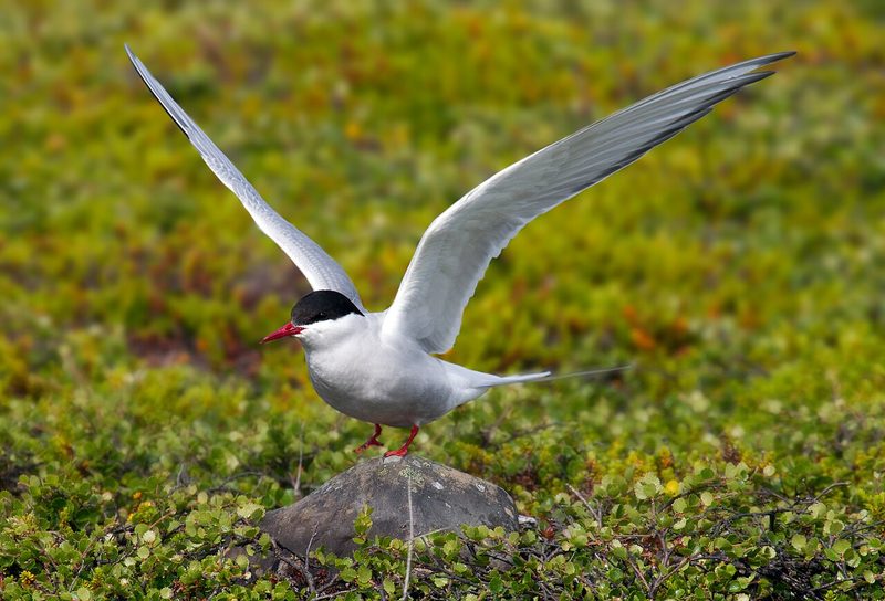 Diese Zugvögel fliegen im September durch die Schweiz