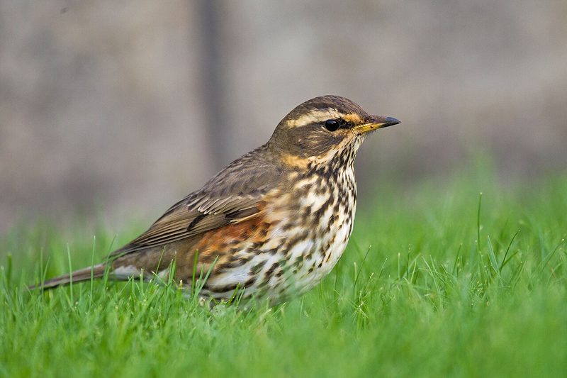 Diese Zugvögel fliegen im September durch die Schweiz