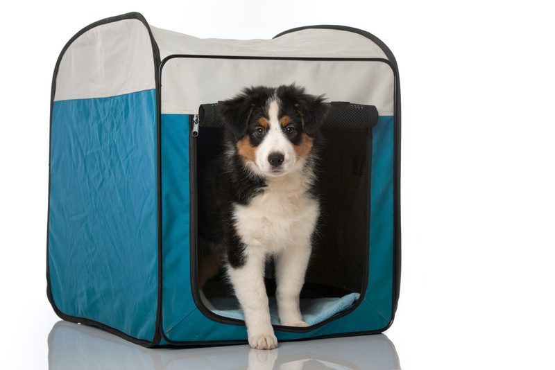 Hund im Auto: Zwei- und Vierbeiner sicher auf Tour
