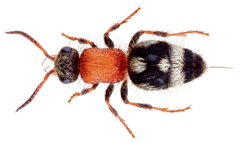 Schmerzskala der fiesesten Insektenstiche
