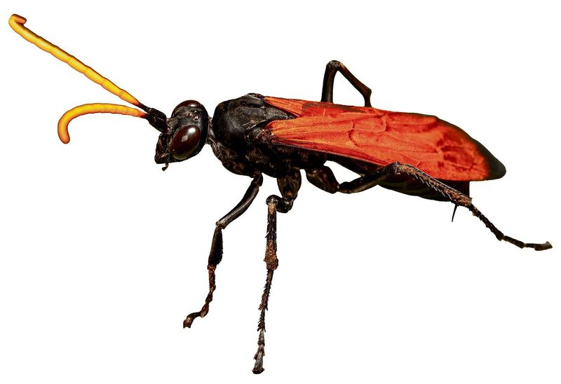 Schmerzskala der fiesesten Insektenstiche