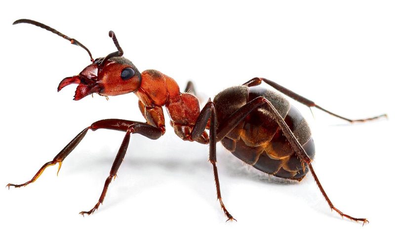 Schmerzskala der fiesesten Insektenstiche