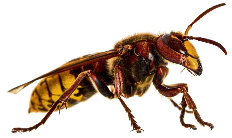 Schmerzskala der fiesesten Insektenstiche